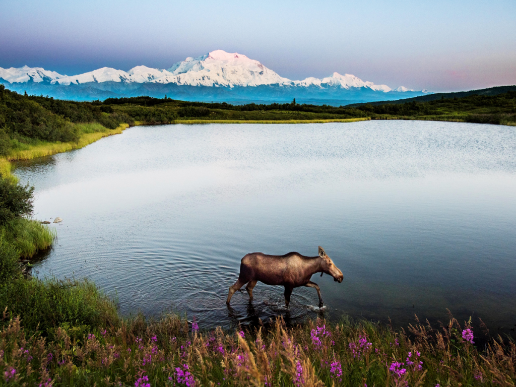 Alaska landscape with moose