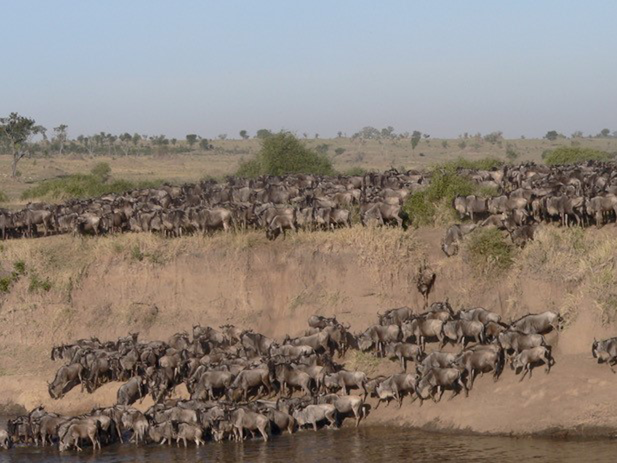 Tanzania, Africa: The Great Migration