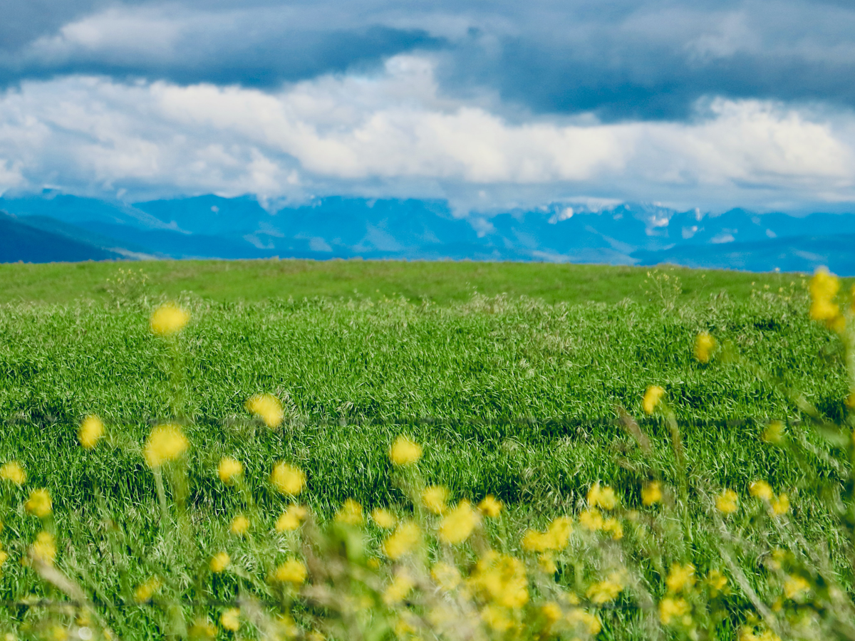 Meadow with yellow flowers and mountains