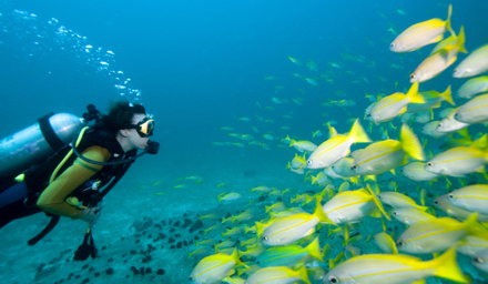 A scuba diver looking at troical white and yellow fish under the ocean