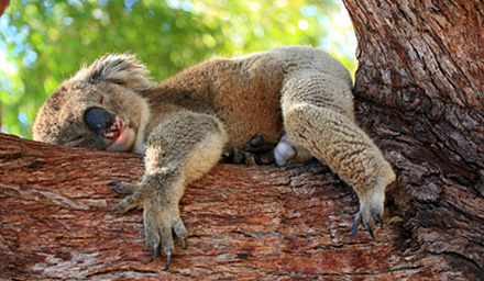 Boscov S Travel Australia Australia Is The Place To Celebrate Laid Back Lifestyle Down Under Known For Its Unique Wildlife And Gorgeous Natural Landscapes Offers A
