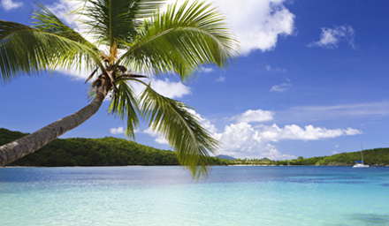 Palm tree with tropical blue water