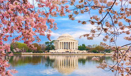 Thomas Jefferson Memorial in Washington D.C. with cherry trees blooming in the foreground