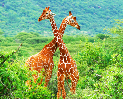Africa