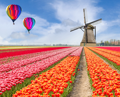 Tulip fields in the Netherlands