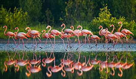 Multiple flamingos walking with their reflections mirrored in water