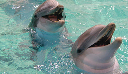 Two dolphins in clear water with their mouths open