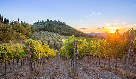 A vineyard with rows of grape trees against a setting sun