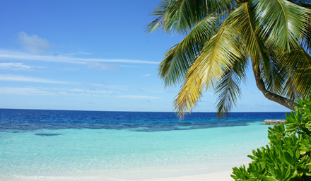 Palm tree with tropical blue water and sand