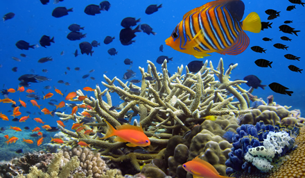 Tropical fish swimming in blue tropical water with coral reef in the foreground